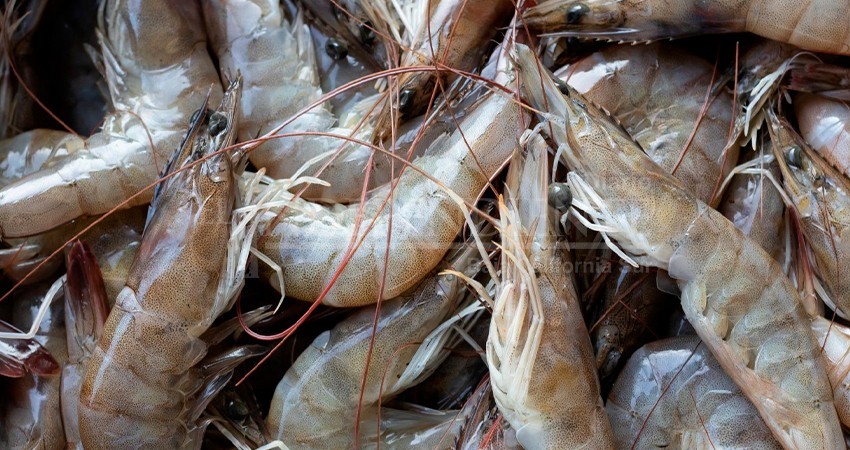 Aperturan temporada de camarón en el complejo Bahía Magdalena-Bahía Almejas