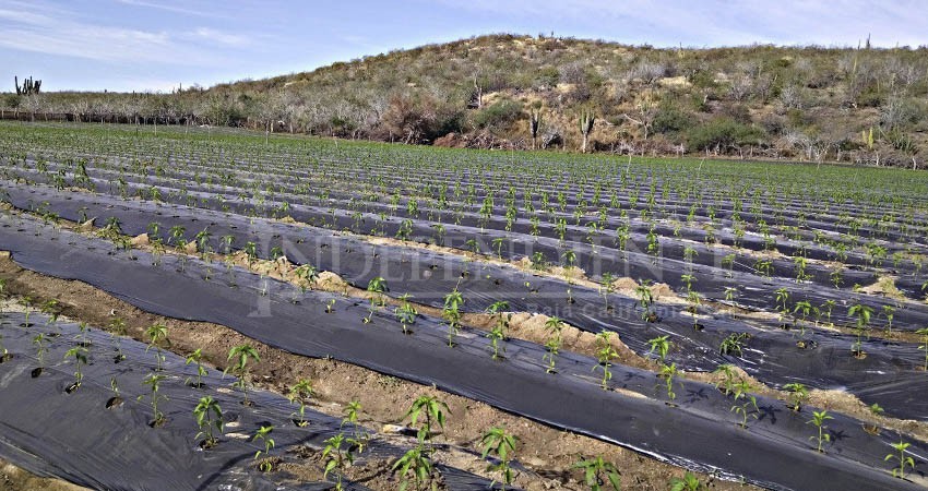 Explora consulado de EE.UU. oportunidades de agronegocios con BCS