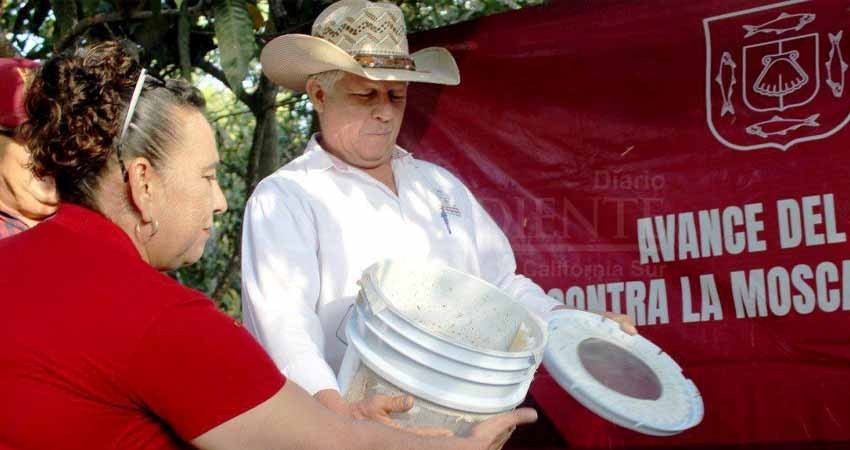 Mantiene SEPADA plan emergente contra mosca de la fruta