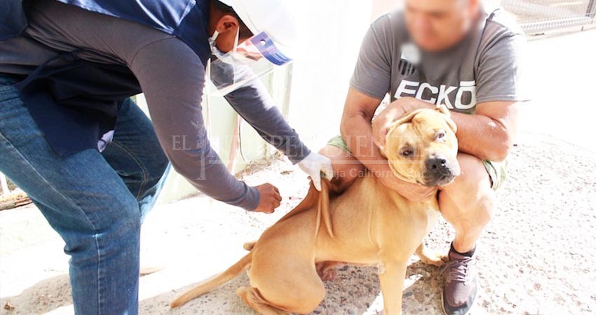 Se efectúa en BCS la jornada de vacunación canina y felina antirrábica