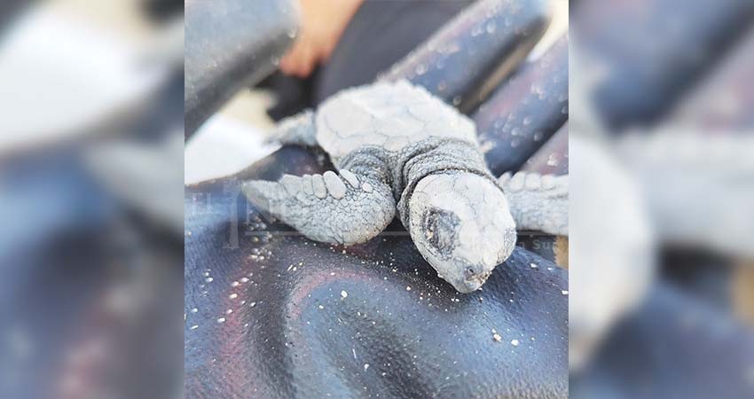 Continúa temporada alta de anidación de tortugas, más de 1800 nidos solo en SJC