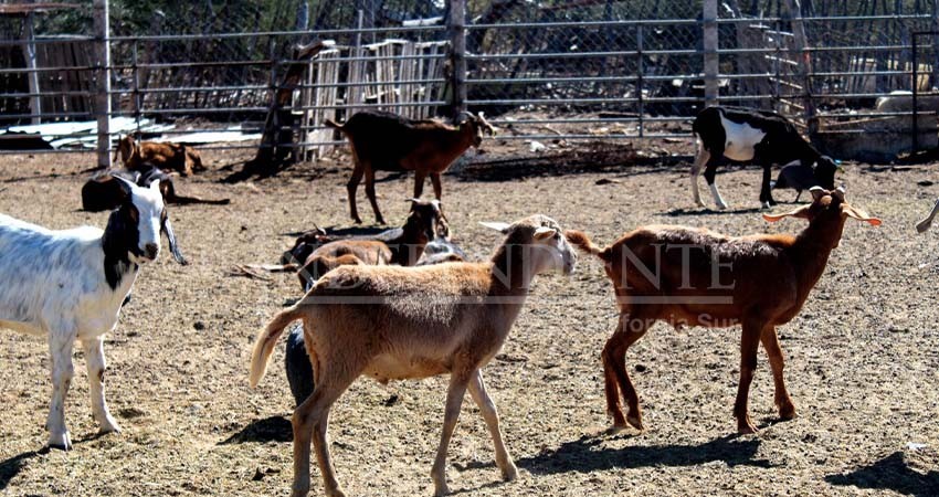 Invierten 1.6 mdp en proyecto integral caprino para San Francisco de la Sierra
