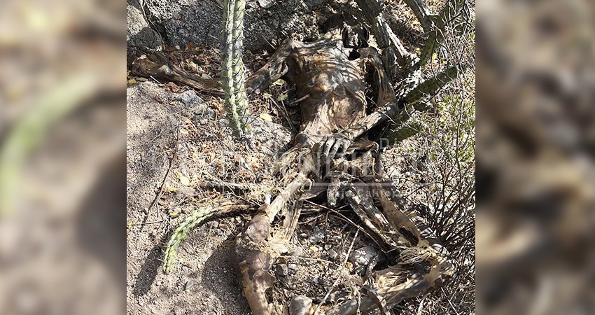 PGJE abre carpeta de investigación por localización de una osamenta en La Paz