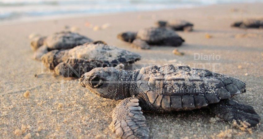 Todo listo para el Festival de la Tortuga Marina de Todos Santos 2022