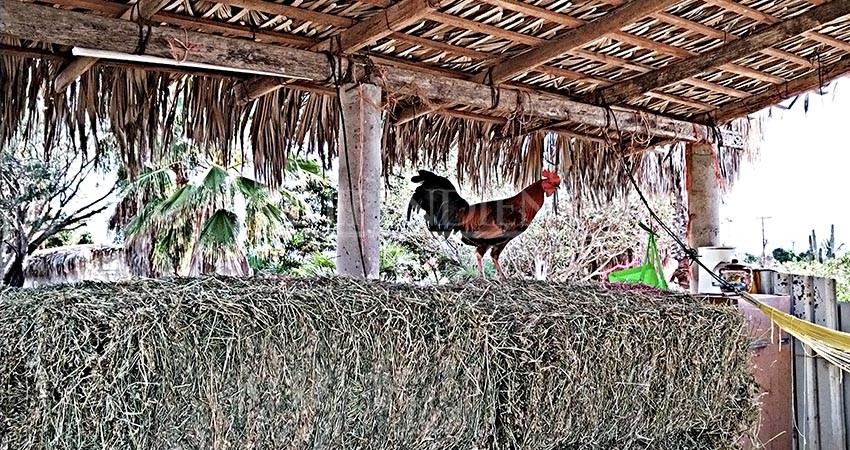 BCS libre de influenza Aviar, Newcastle y Salmonelosis