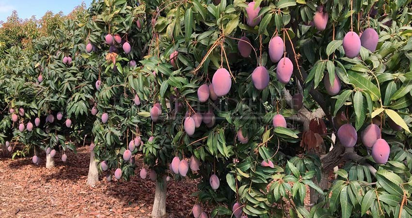 Cultivo del mango, proyecto estratégico de reconversión productiva en BCS