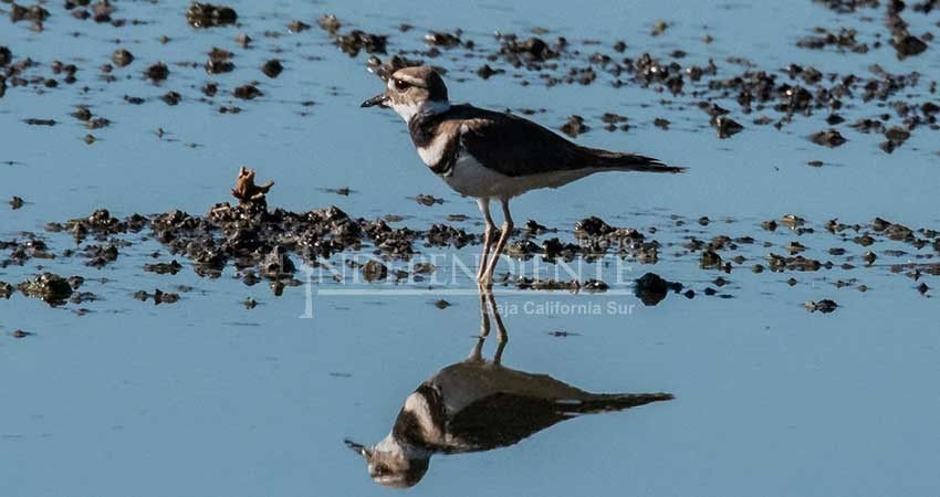 Invitan a la “Pajareada” este sábado en las lagunas artificiales del Ecoparque