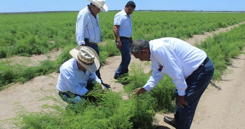 Impulsa SEPADA proyectos estratégicos a través de organización de productores