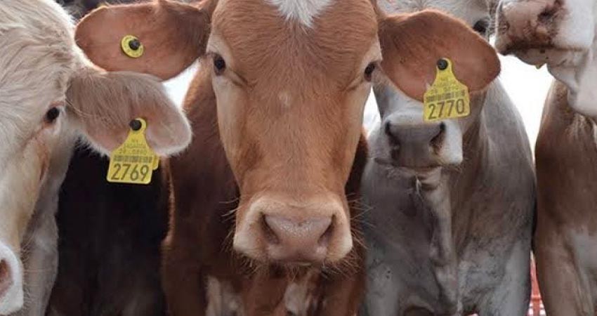 En enero se realizará La Paz foro de Ley  Ganadera