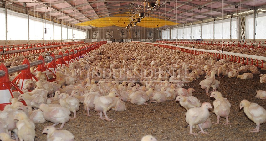 Vigilancia Epidemiológica mantiene fortalecida la sanidad avícola en BCS