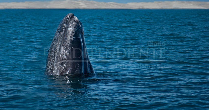 Sin previo aviso, Semarnat redujo número de permisos para avistamiento de la ballena gris