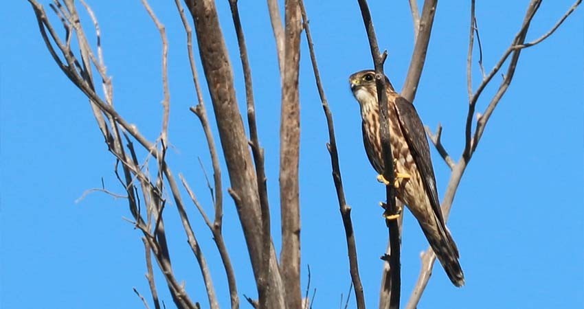 Colabora UABCS con la red internacional para el monitoreo de aves