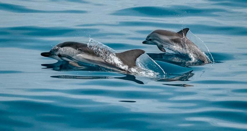 Ciencias Marinas de UABCS nos explica cómo se comunican los delfines