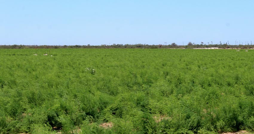 Evalúa Sepada afectaciones por bajas temperaturas en cultivos