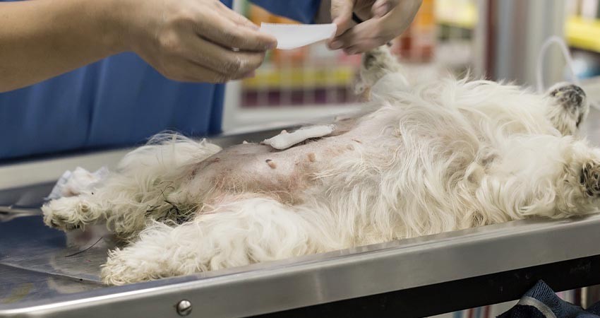 Durante el 2022, la SSA esterilizó más de 10 mil perros y gatos en BCS