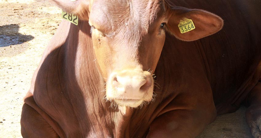 Aretado del ganado, una herramienta estratégica de control e información: SEPADA