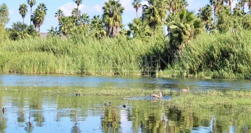 “Buscamos salvaguardar el agua del Estero Josefino’’: Regidora Galindo Román