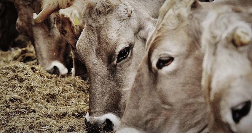 Incrementó en un 15% los sacrificios en el Rastro TIF Los Cabos