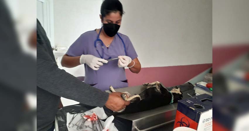 Coordinación de Vinculación y Prevención de Seguridad municipal apoya campaña de esterilización canina y felina
