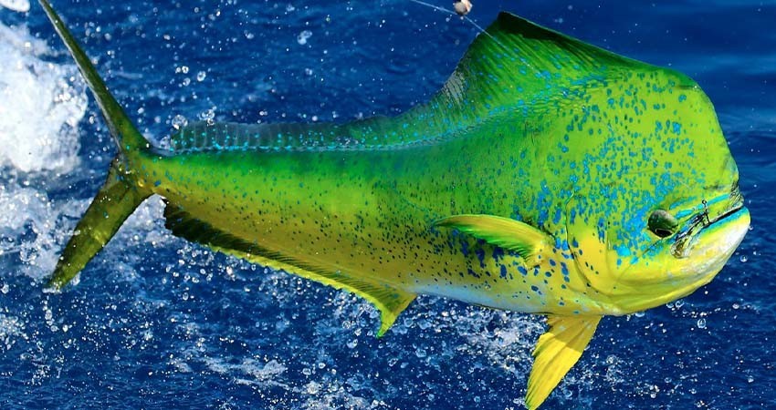 Pronostican graves afectaciones, no solo para BCS, de liberar el dorado a la pesca comercial