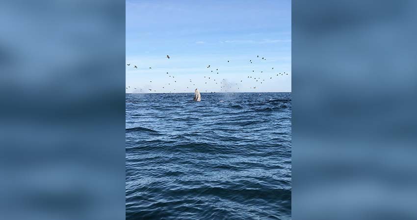 Al menos 100 ejemplares de ballena gris se han contabilizado en Puerto Chale