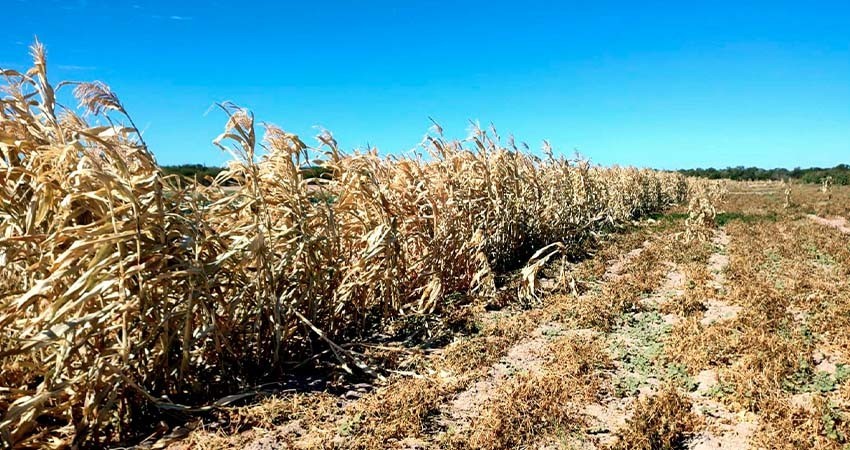 Confirma SEPADA afectaciones en cultivos La Paz y Santo Domingo por bajas temperaturas
