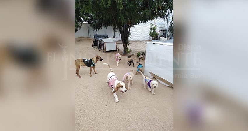 Sí atiende el Ayuntamiento las denuncias sobre maltrato animal, asegura Quiroga Romero