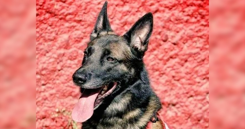 ‘Proteo’ murió en cumplimiento del deber: salvando vidas en Turquía