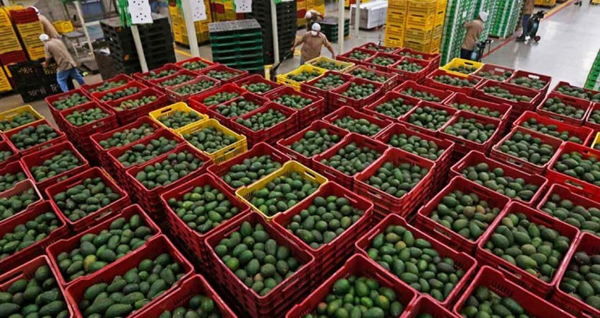 Jalisco presente en el Super Bowl; exportó 10 mil toneladas de aguacate