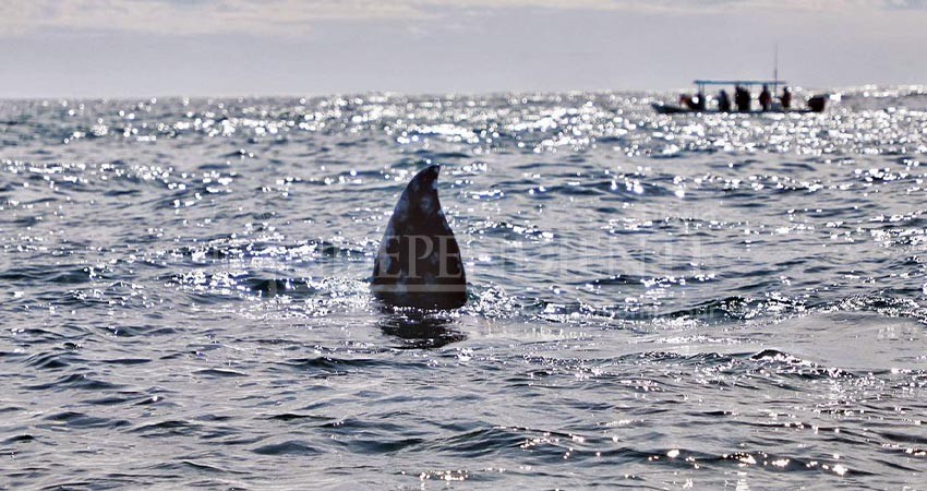 Listo Puerto San Carlos para retomar Festival Internacional de la ballena gris