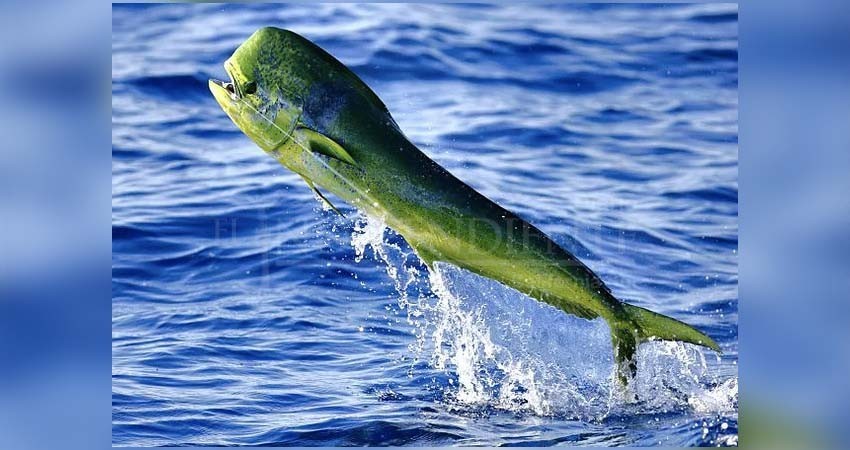 Se suma el PRD a las voces contra la liberación del dorado a la pesca deportiva