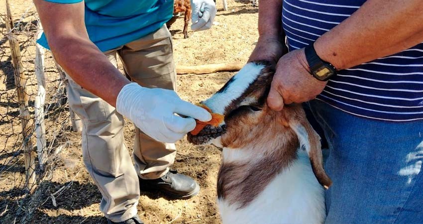 Brinda Ayuntamiento de La Paz atención veterinaria al ganado en comunidades