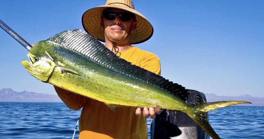 “Sí perdemos al marlin y al dorado, nada podremos corregir”: Conservación de los Picudos, A.C