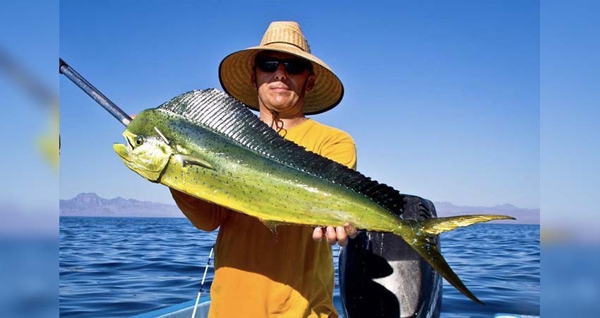 Establecerán nuevas tallas en ejemplares de captura en la pesca deportiva: FONMAR   7 rojo