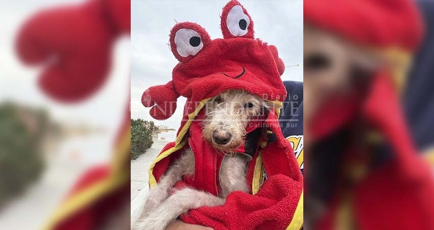 Se dieron en adopción los primeros tres perros rescatados por Comité Pro Animal