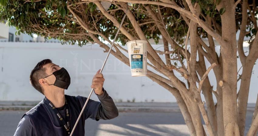 A través del programa Wolbachia, la SSA continua en la lucha contra el dengue