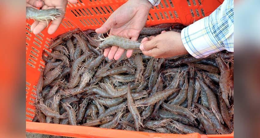 Inicia veda del camarón en el litoral del océano pacífico