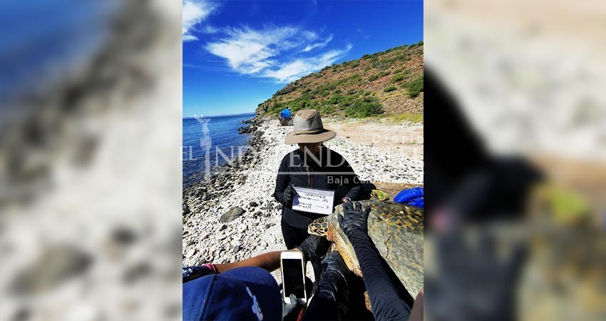 3 cabeños seleccionados para el Programa de conservación de tortuga más antiguo del mundo