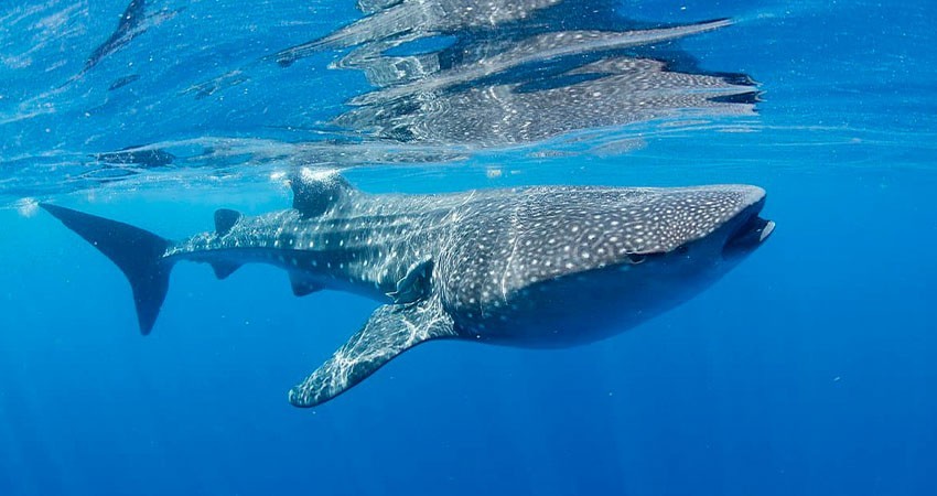 Reanudan hoy avistamiento del tiburón ballena