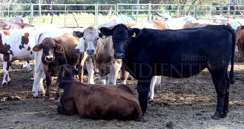 Mantiene SEPADA campaña permanente contra la garrapata boophilus en BCS