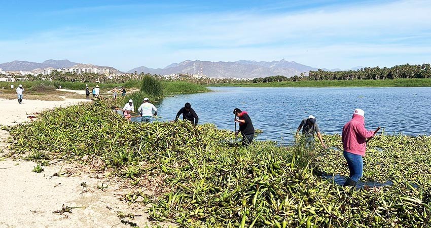 Más de 20 toneladas de lirio se retiraron del Estero Josefino durante mega jornada de limpieza