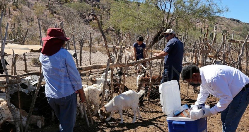 Continúan apoyos a productores ganaderos con atención veterinaria