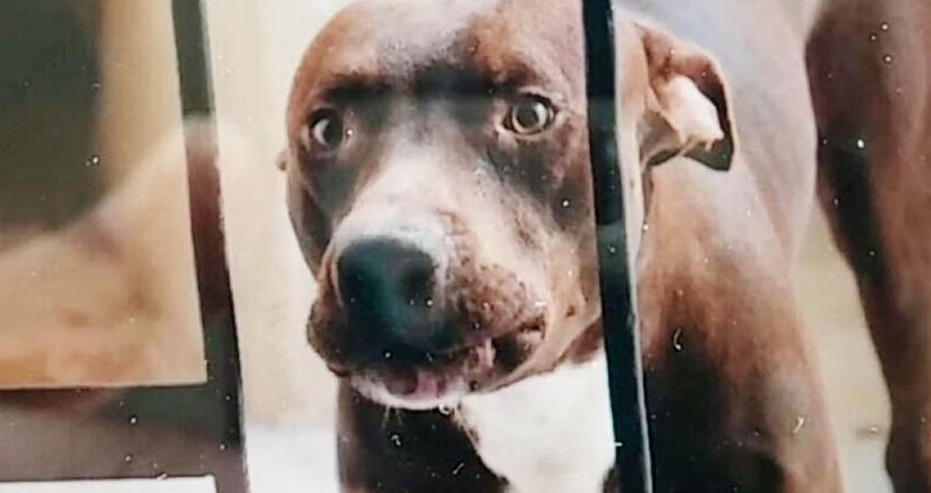 Pitbull ataca a un niño durante fiesta infantil en La Paz
