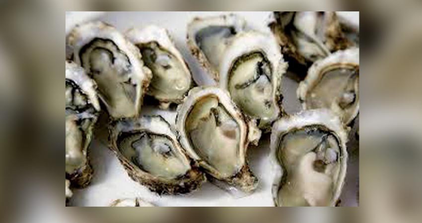 Cultivo de ostión Sudcaliforniano se consolida con 2, 200 toneladas de producción anual