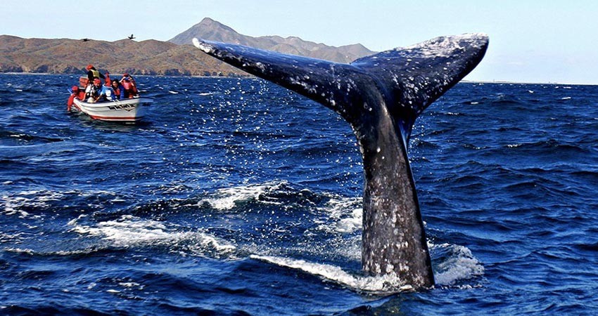 Al tope Puerto Chale por avistamiento de la ballena gris: Turismo Municipal