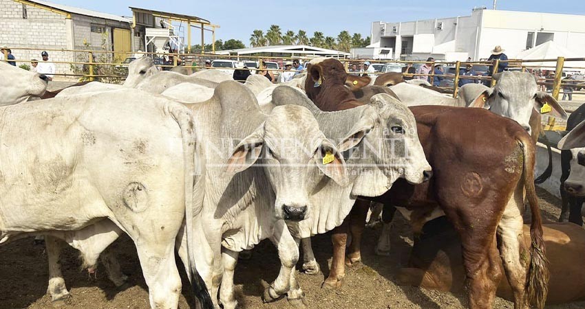 Escasez de agua, principal reto para ganaderos y productores de BCS