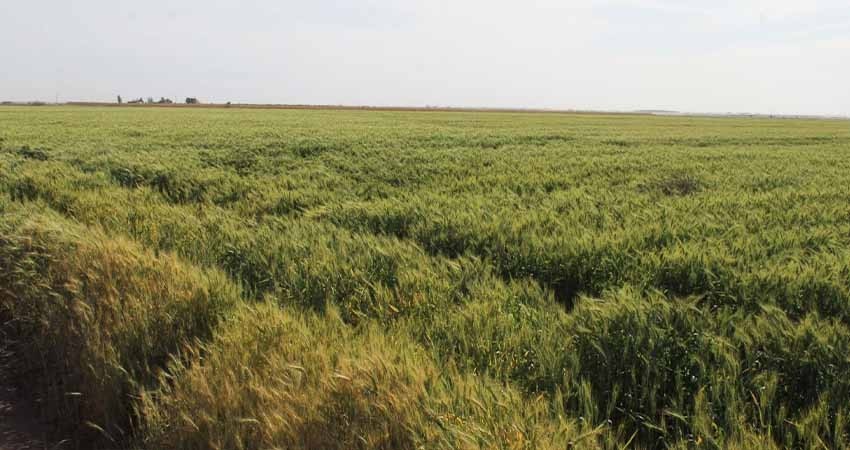 Estiman que cosecha de trigo en el VSD supere las 26 mil toneladas