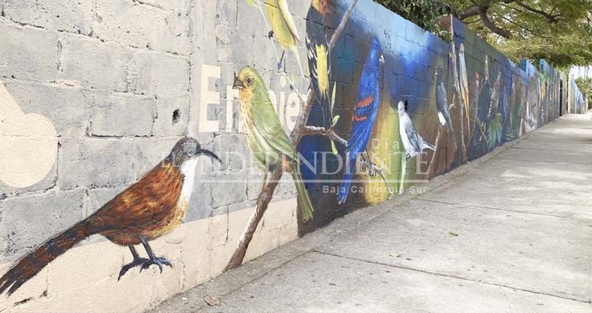 Con mural en Los Cabos, honran a las aves endémicas de Baja California Sur