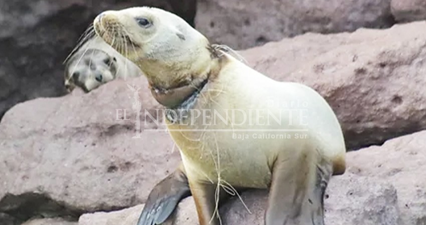 Trabaja asociación a favor de Lobos Marinos en BCS