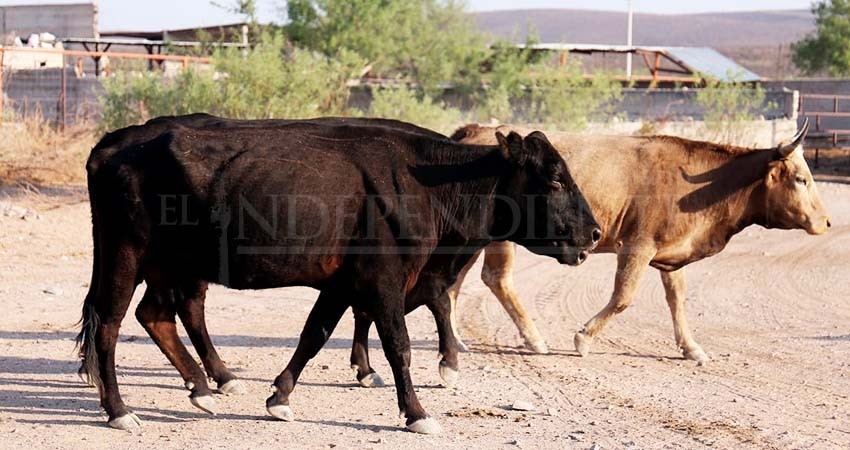 Brotes de rabia en ganado de La Paz, no son los primeros que se registran en la entidad